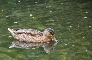 Cane colvert